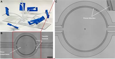 Biomimetic on-chip assay reveals the anti-metastatic potential of a novel thienopyrimidine compound in triple-negative breast cancer cell lines